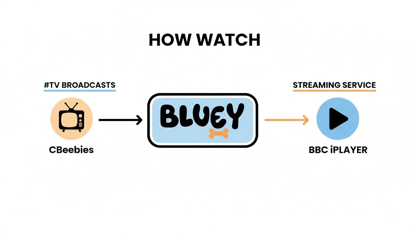 Diagram illustrating how to watch Bluey, either through CBeebies TV broadcasts or BBC iPlayer streaming service.