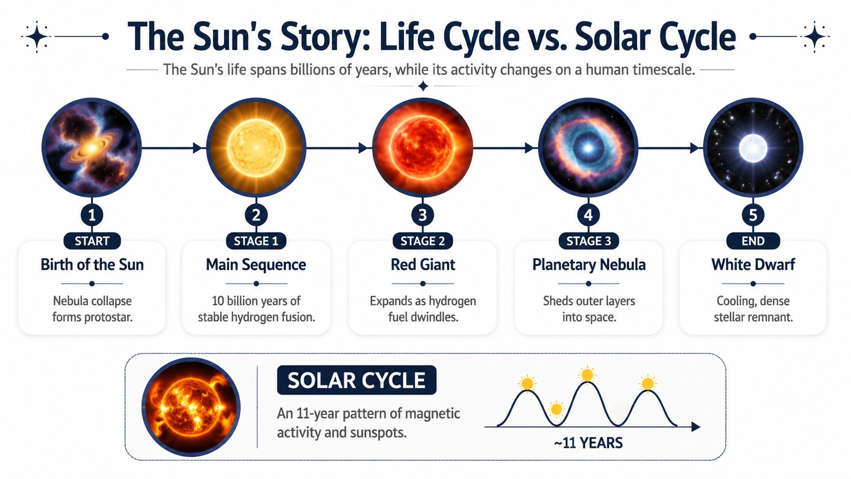 A diagram illustrating the life cycle of the Sun from birth to white dwarf and the solar cycle.